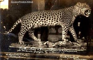 ALGERIE - LA PANTHERE (1)